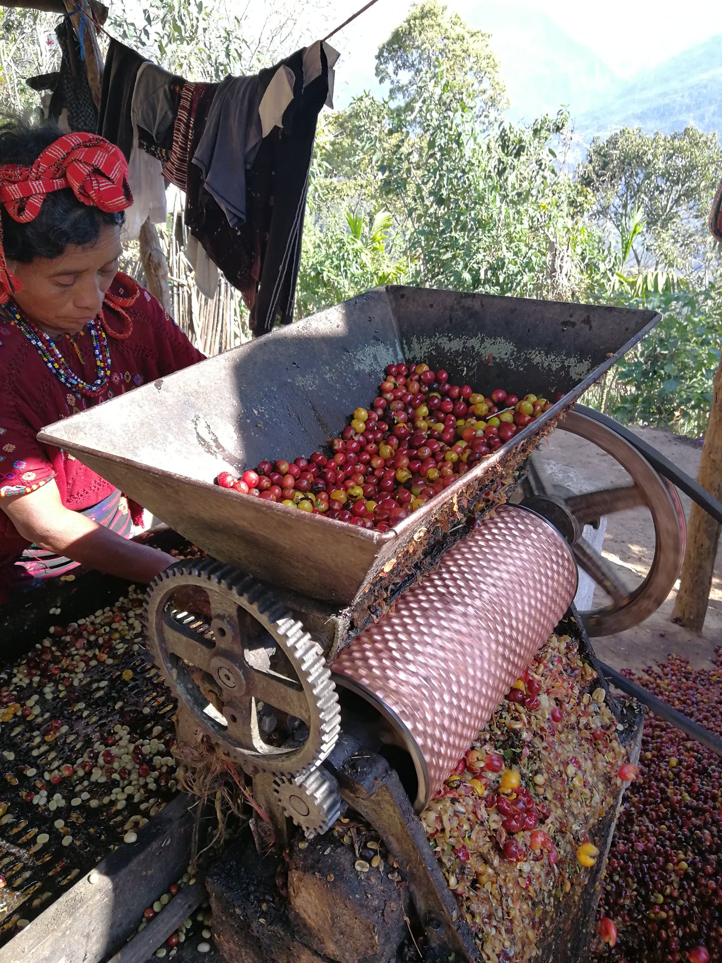 Espresso: Guatemala Huehuetenango Tz'ikin
