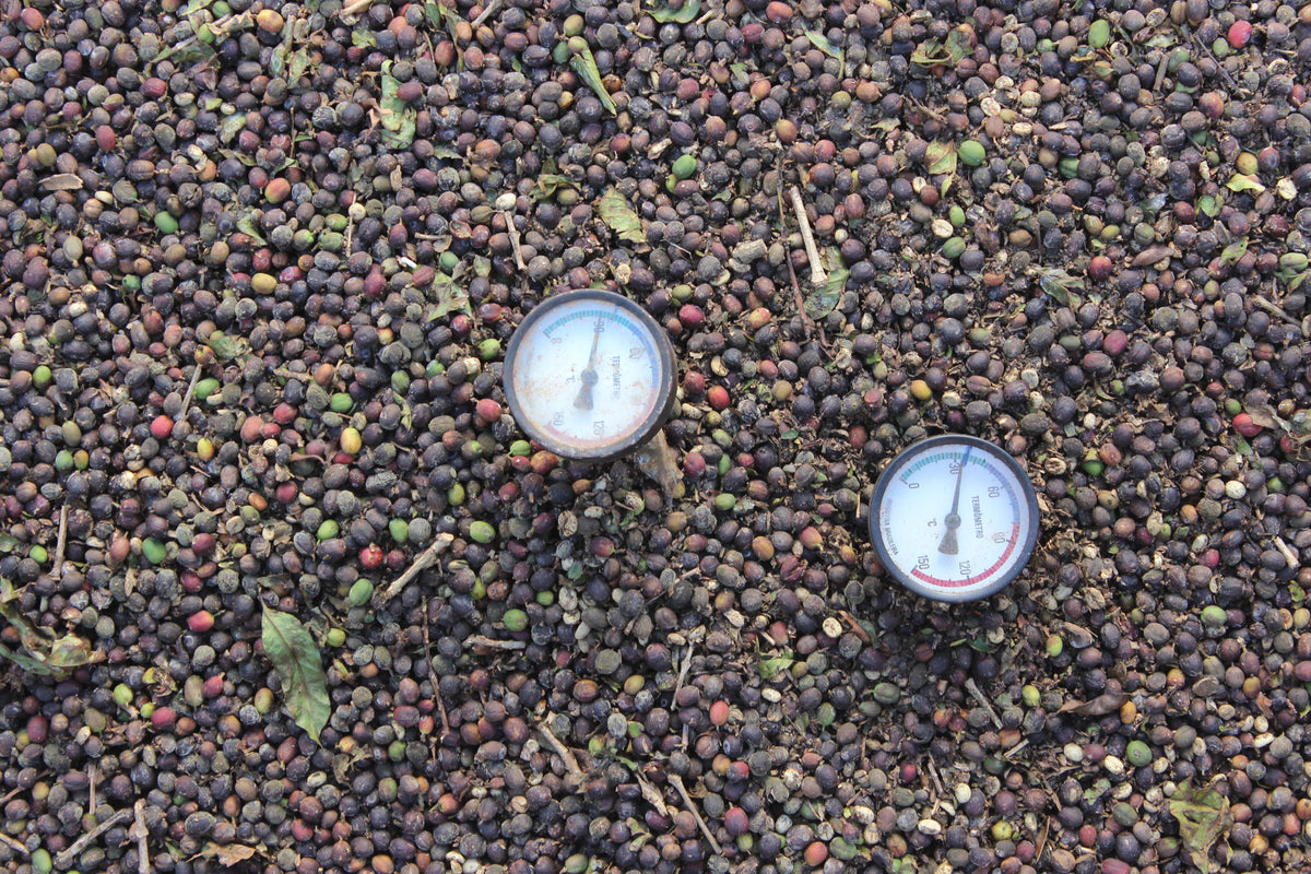 Espresso: Brazil Caixa de Fruta Natural