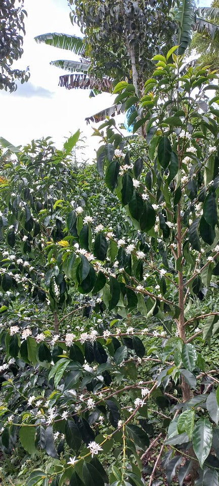 Filter: Colombia El Silencio Natural