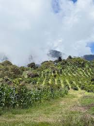 Special Series Filter: Colombia Yulieth Mora Yeast Inoculated Ombligon