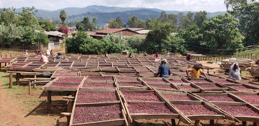 Filter: Ethiopia Guji Mi'essaa Robe Natural
