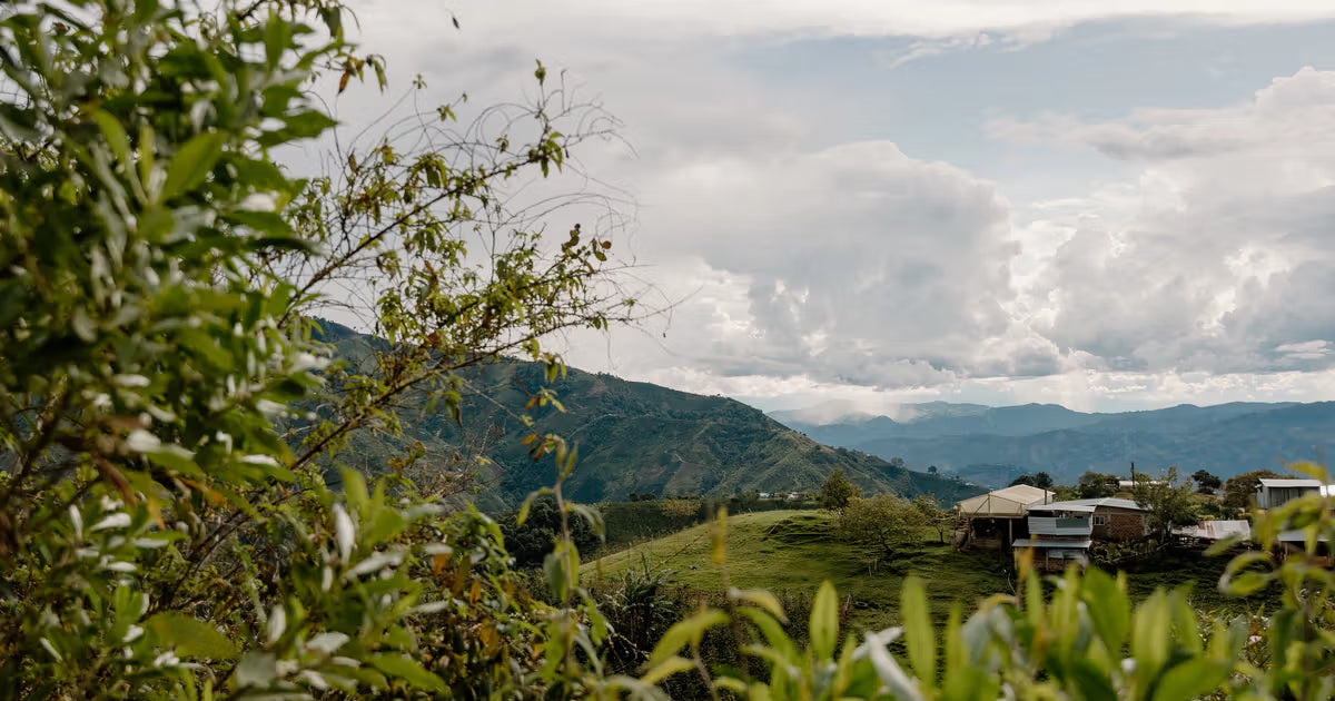 NIGHTCAP: Colombia Divino Niño washed decaf EA Process