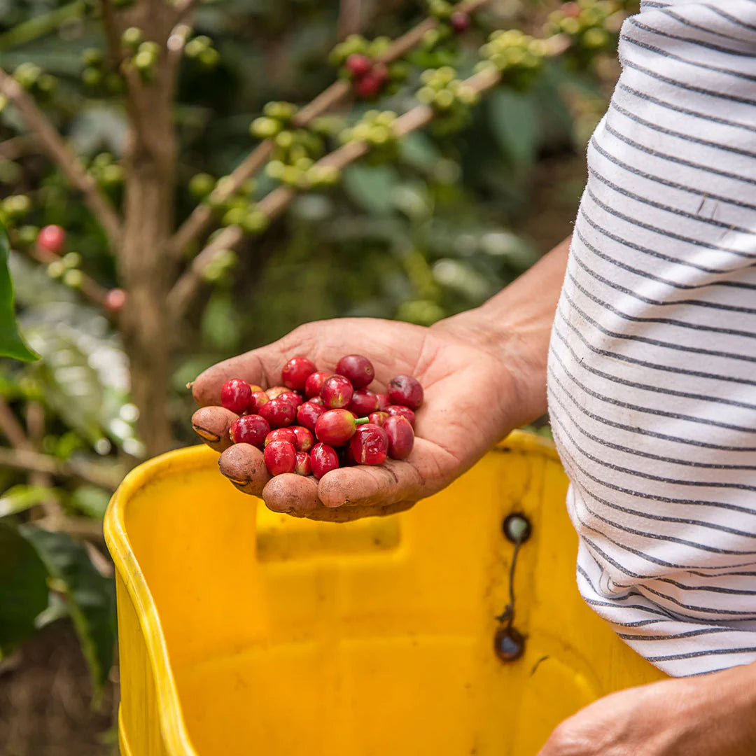 Espresso: Peru Cajamarca El Paraiso