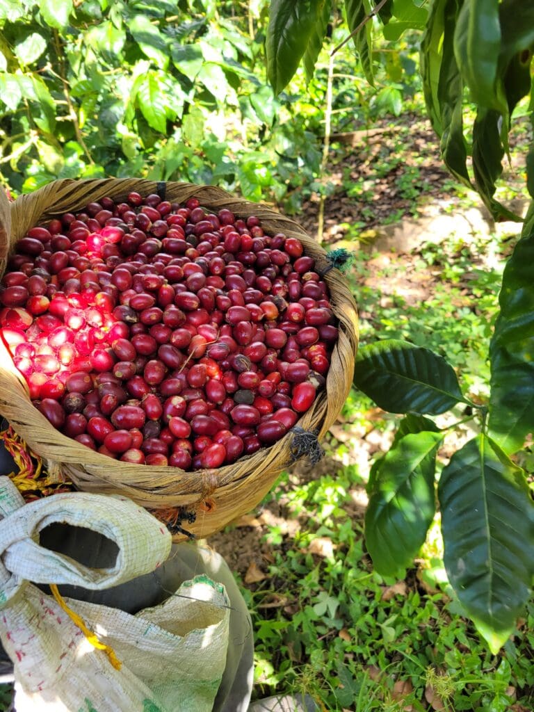 Filter: Nicaragua Nueva Segovia El Naranjal Natural
