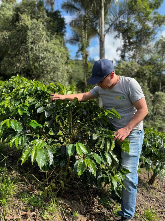 Special Series Filter: Colombia Finca Anaya Natural Ombligon