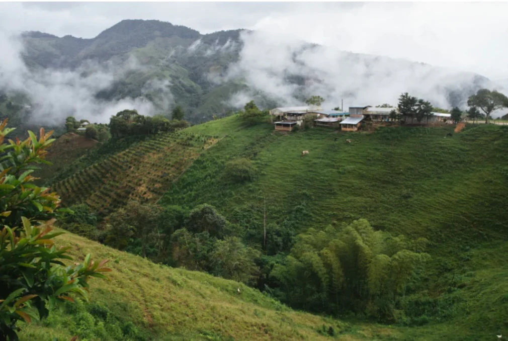 NIGHTCAP: Colombia Divino Niño washed decaf EA Process