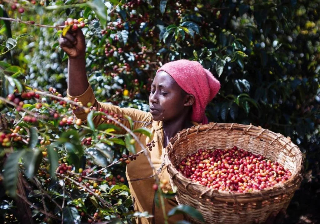 Filter: Ethiopia Limu-2 Wolemso Washed