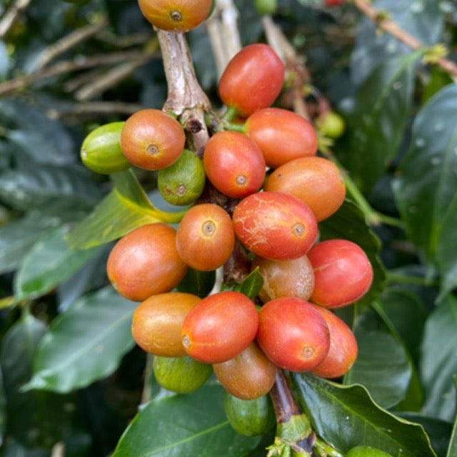 Special Series Filter: Colombia Yulieth Mora Yeast Inoculated Ombligon