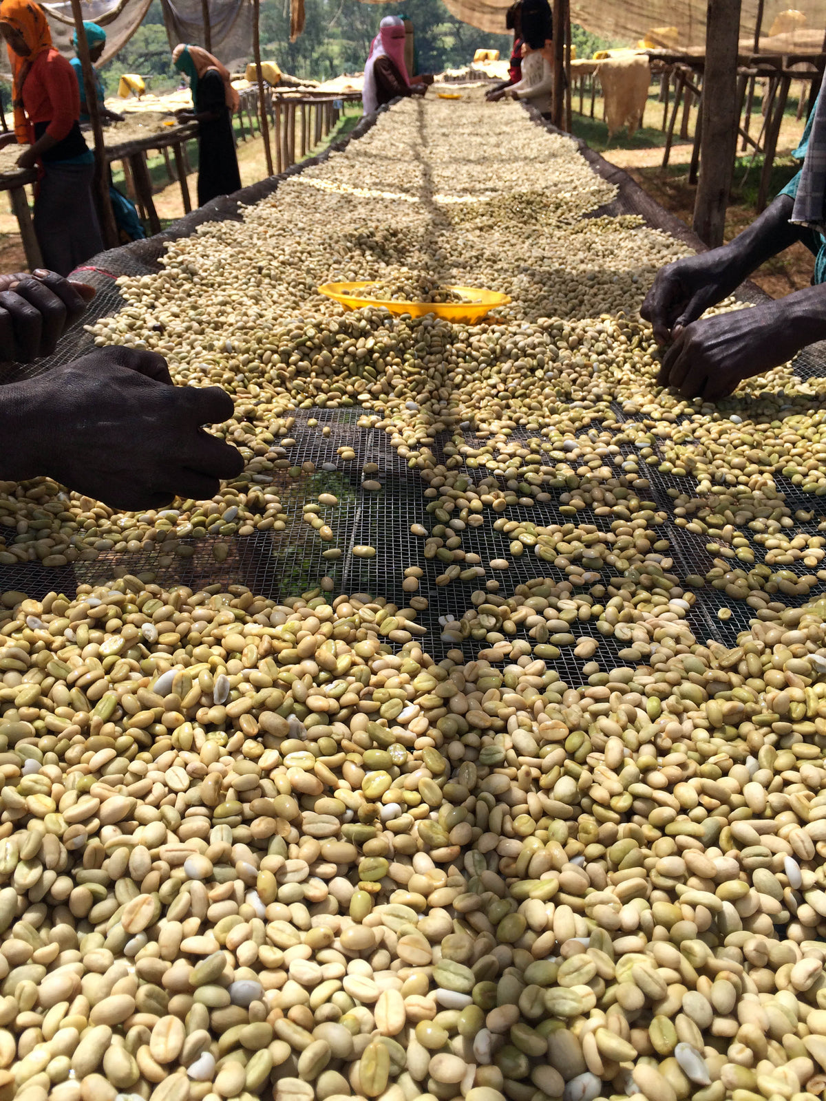 Filter: Ethiopia Limu-2 Wolemso Washed