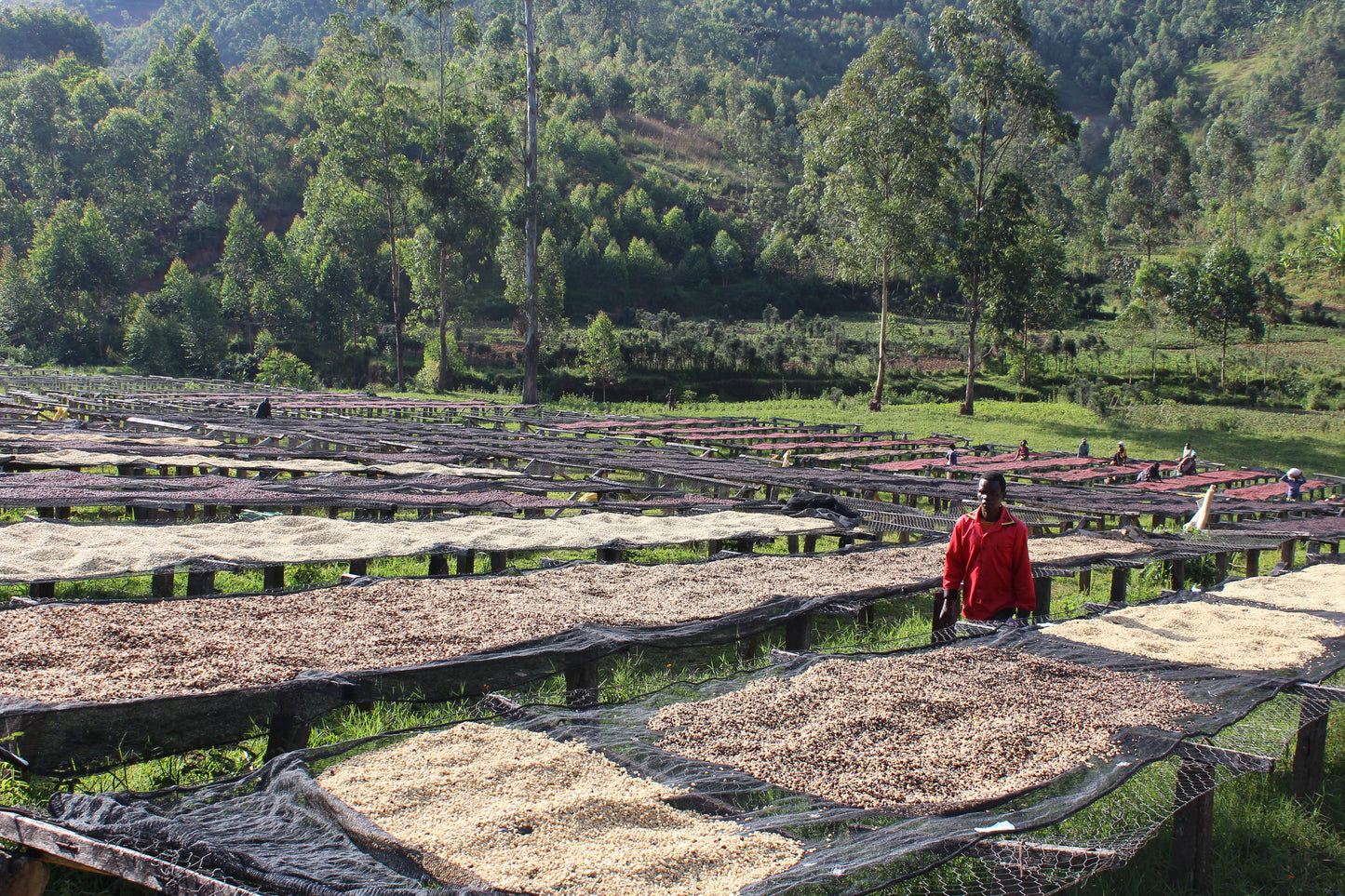 Espresso: Burundi Masha washed