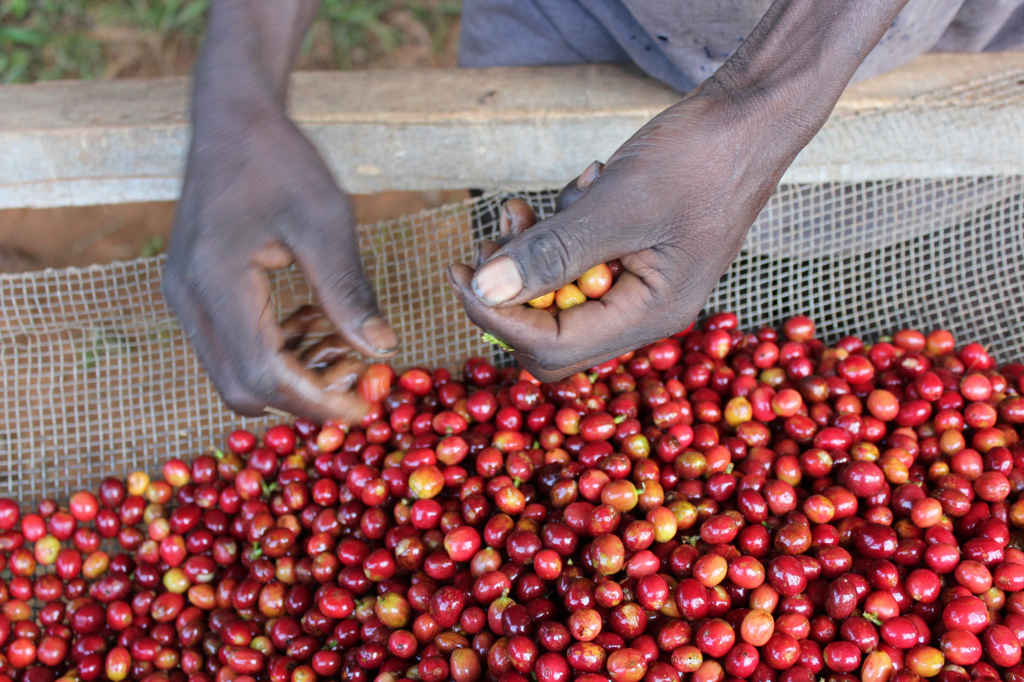 Espresso: Burundi Masha washed