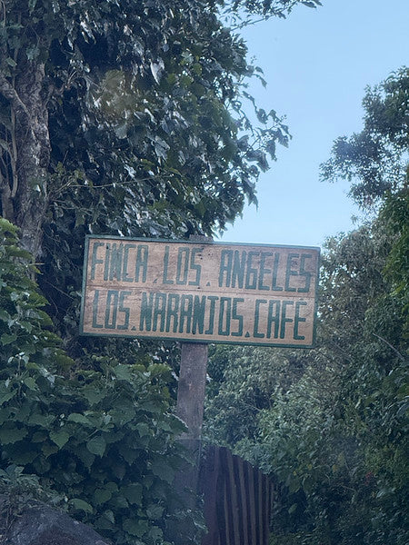 Special Series Filter: El Salvador Los Angeles Anaerobic Natural Pacamara