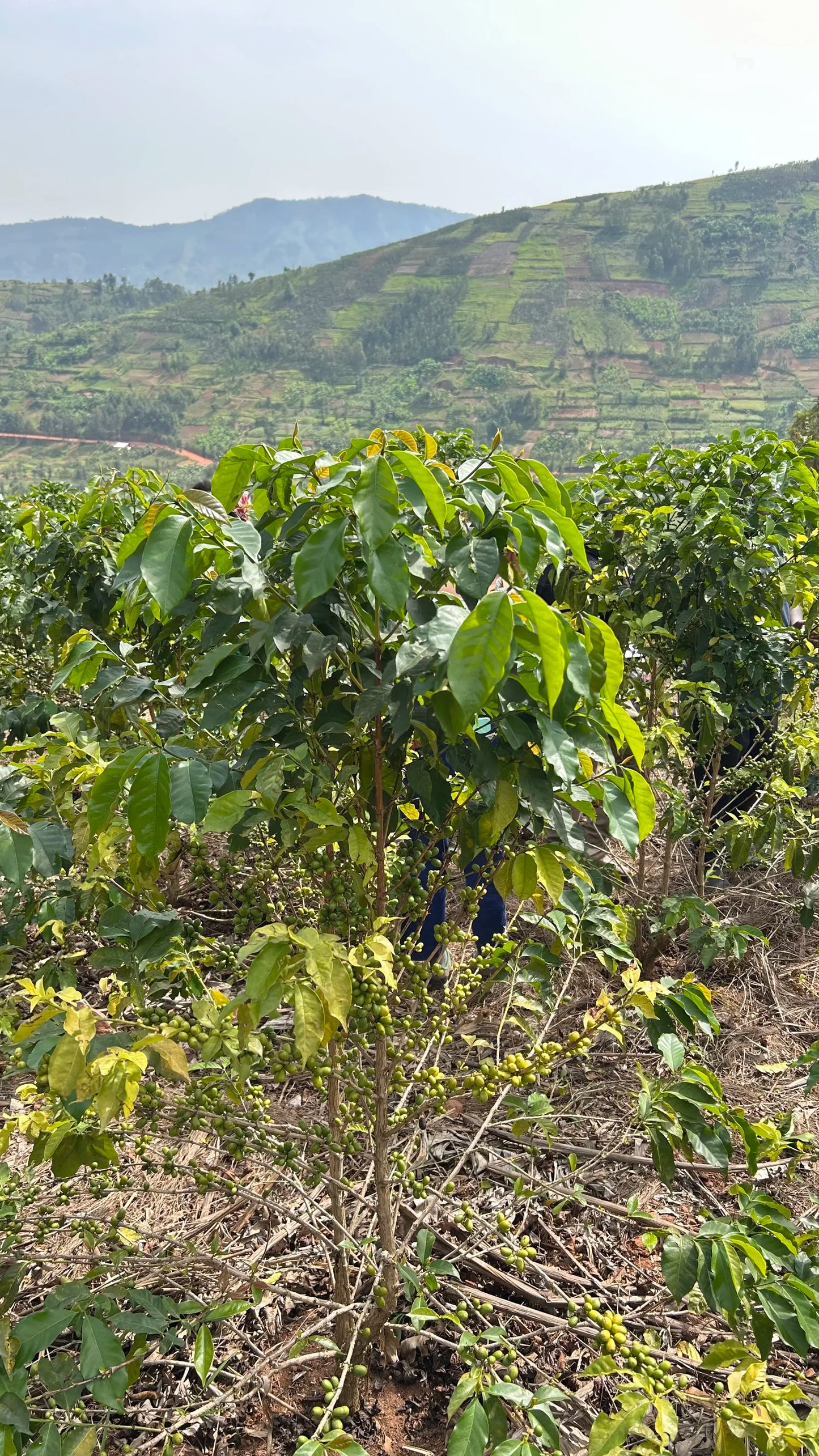 Espresso: Rwanda Rushashi Rutabo lot Natural