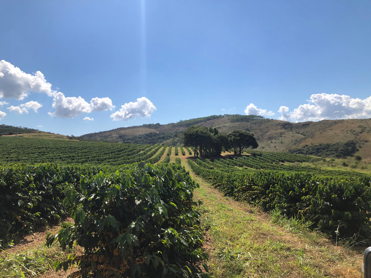 Espresso: Brazil Caixa de Fruta Natural