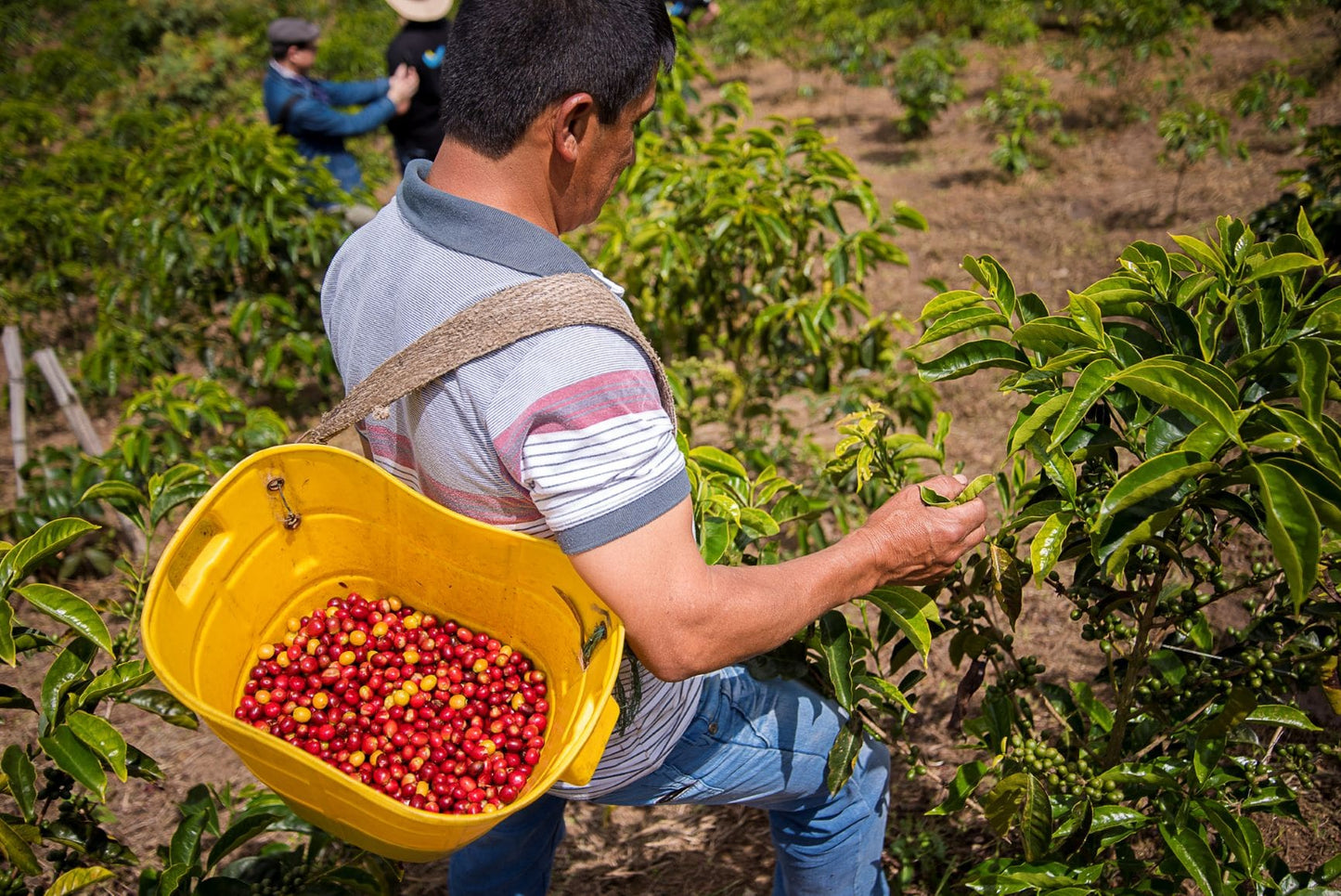 Espresso: Peru Cajamarca El Paraiso