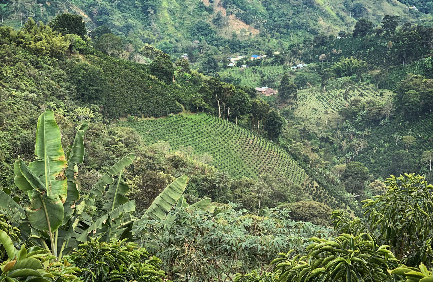 Filter: Colombia Huila Villa Pastora Natural Pink Bourbon