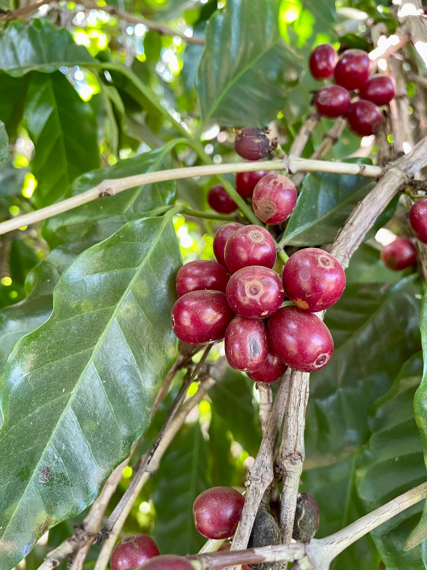 Espresso: Brazil Minas Gerais Rio Brilhante Natural