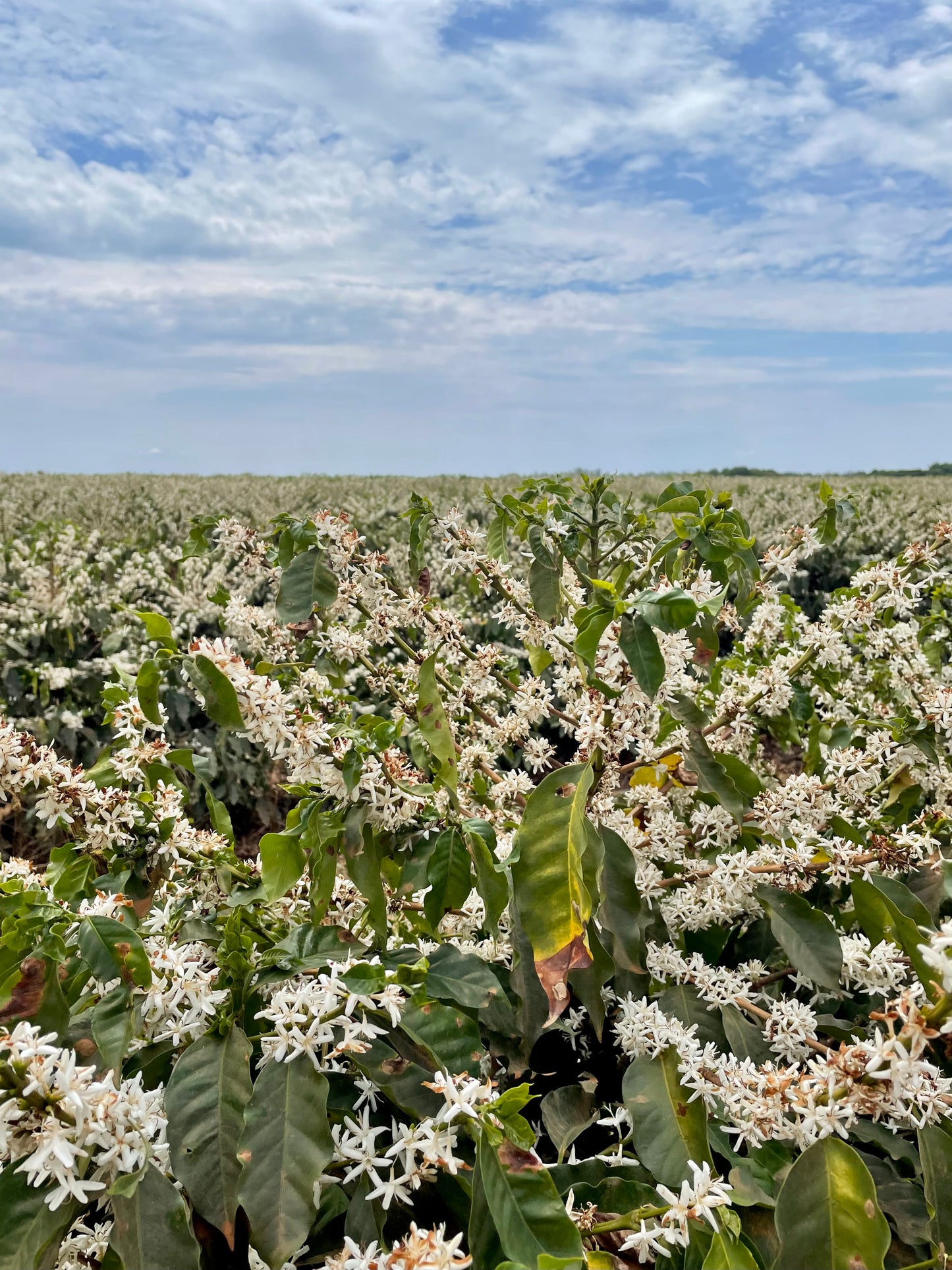 Espresso: Brazil Minas Gerais Rio Brilhante Natural