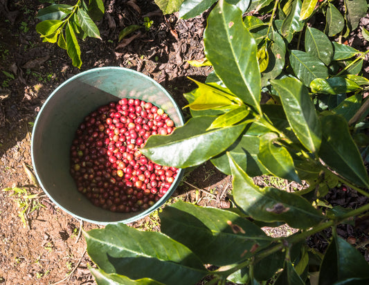 Filter: Kenya Embu Kevote AA