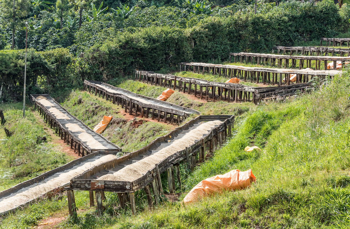 Filter: Kenya Kirinyaga Karimikui AB