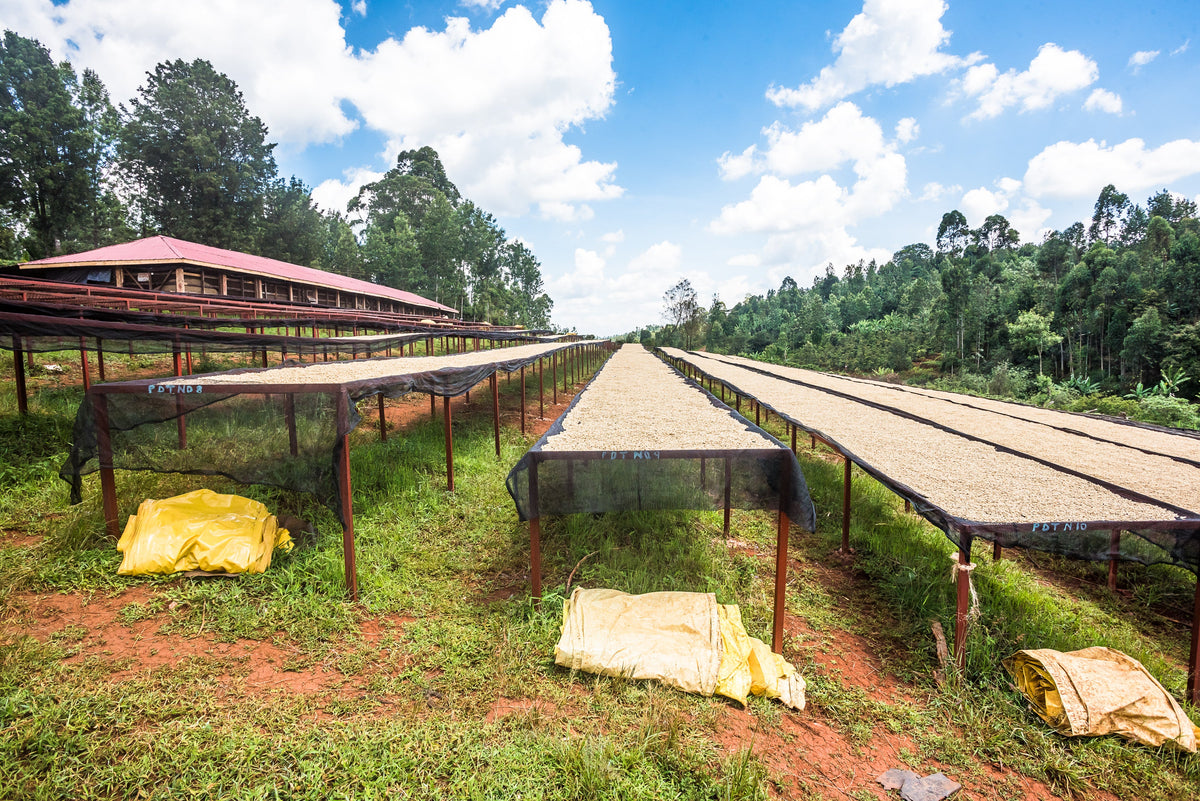 Filter: Kenya Kirinyaga Karimikui AB