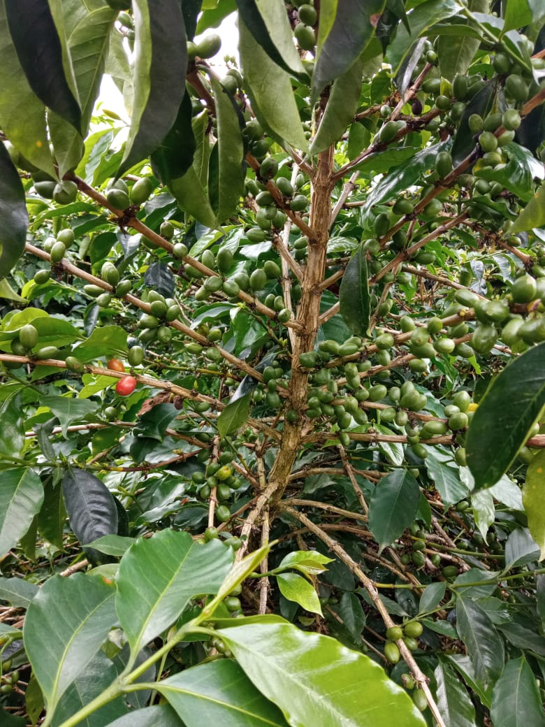 Espresso: Colombia Wilmer Cubillos Washed Tabi