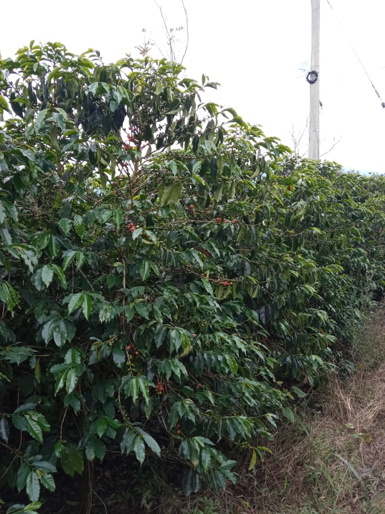 Espresso: Colombia Wilmer Cubillos Washed Tabi