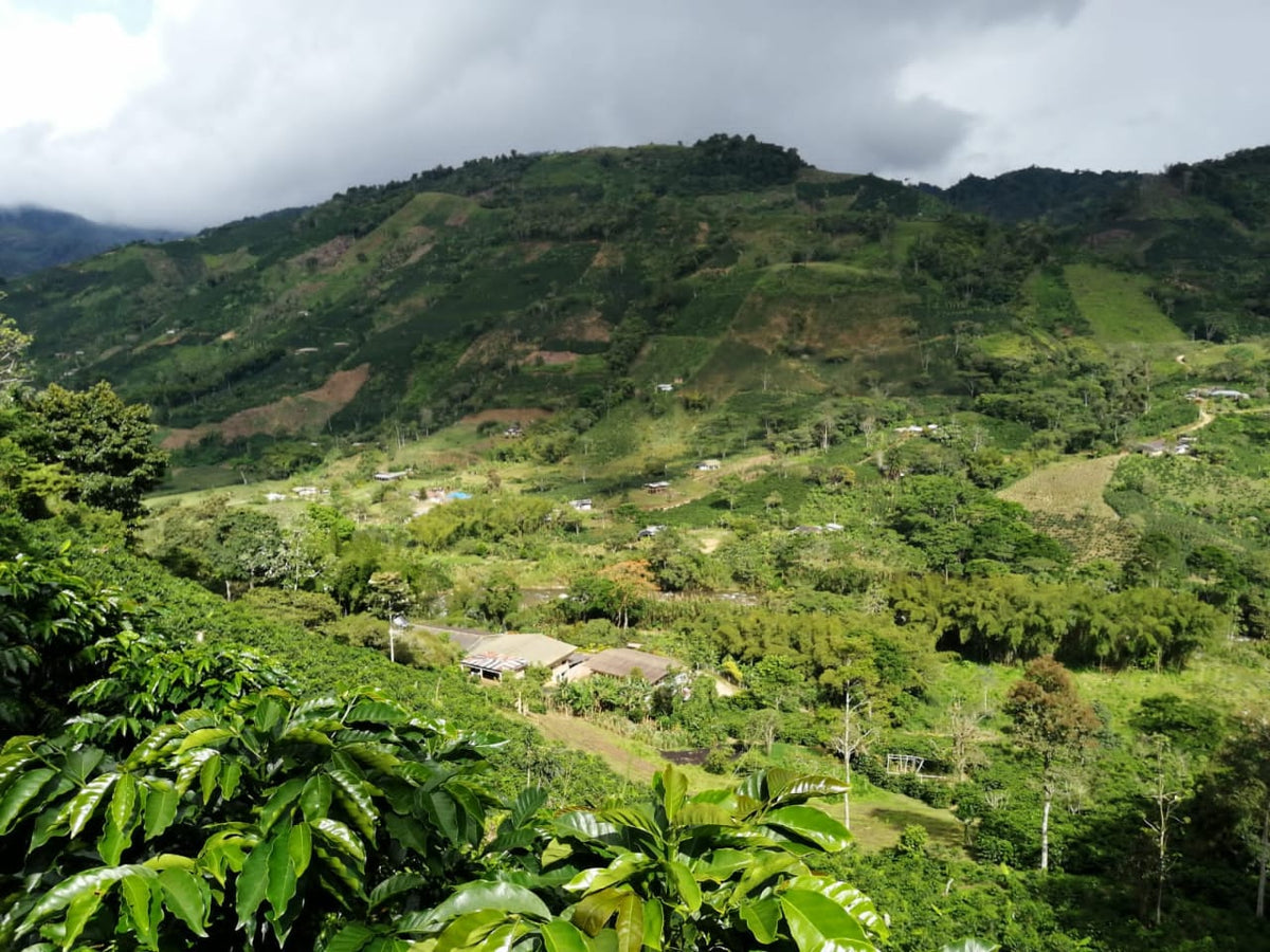 Espresso: Colombia Wilmer Cubillos Washed Tabi