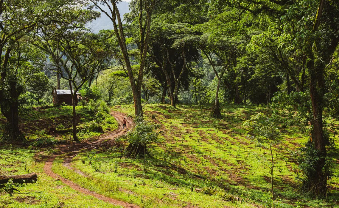 Filter: Ethiopia Limu-2 Wolemso Washed