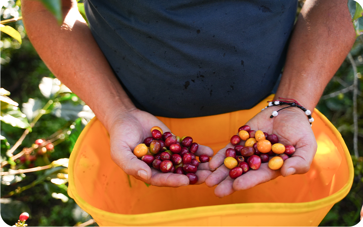 Filter: Colombia Las Palmas Natural Tabi/Pink Bourbon