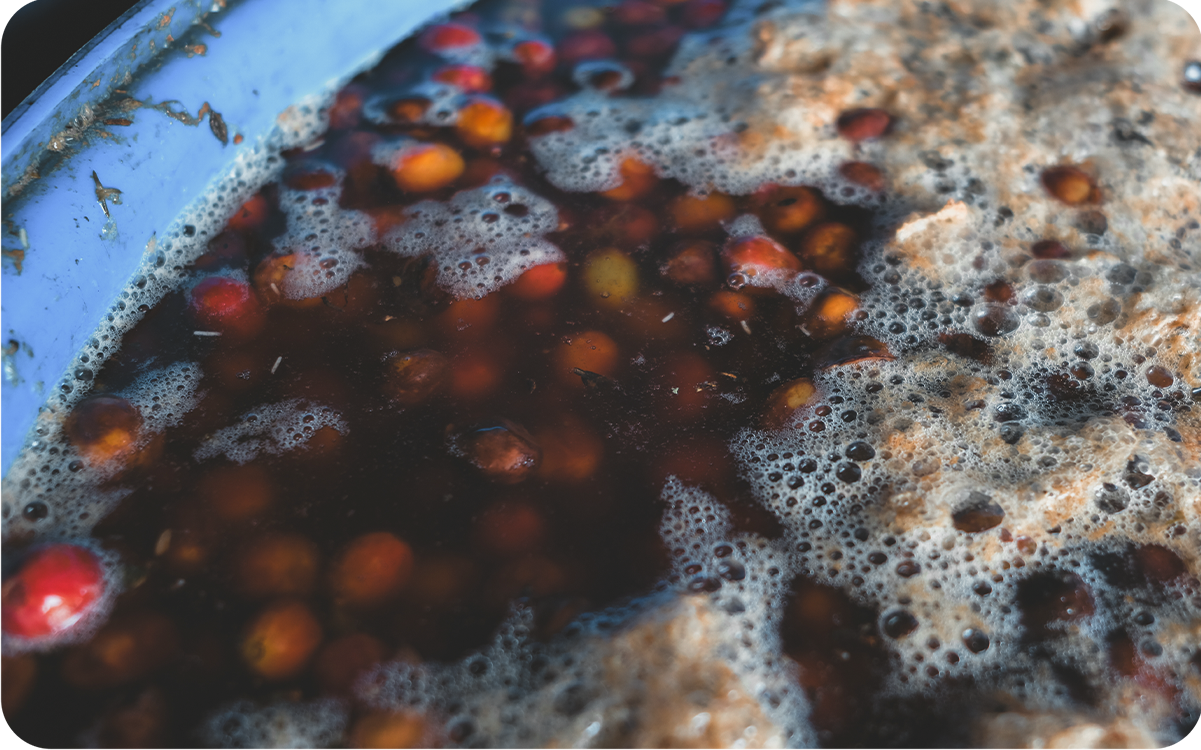 Filter: Colombia Las Palmas Natural Tabi/Pink Bourbon