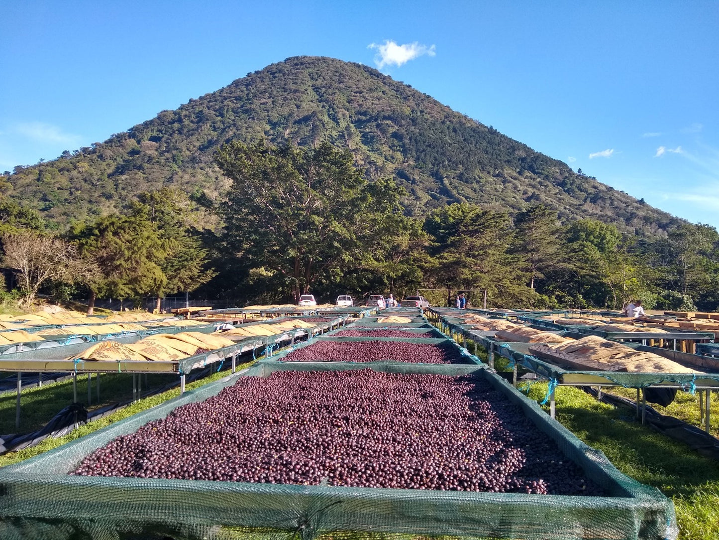 Special Series Filter: El Salvador Los Angeles Anaerobic Natural Pacamara