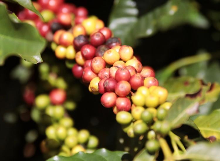 Espresso: Brazil Caixa de Fruta Natural