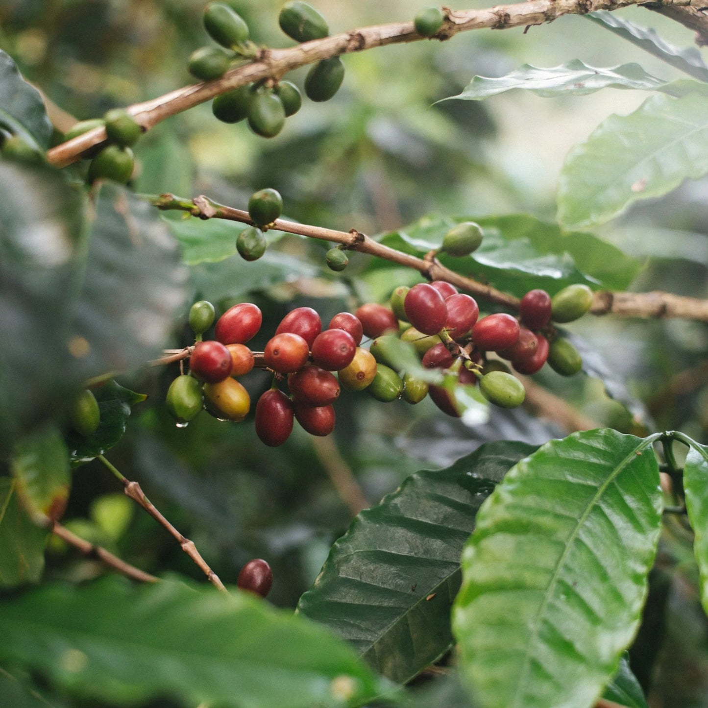 NIGHTCAP: Colombia Divino Niño washed decaf EA Process