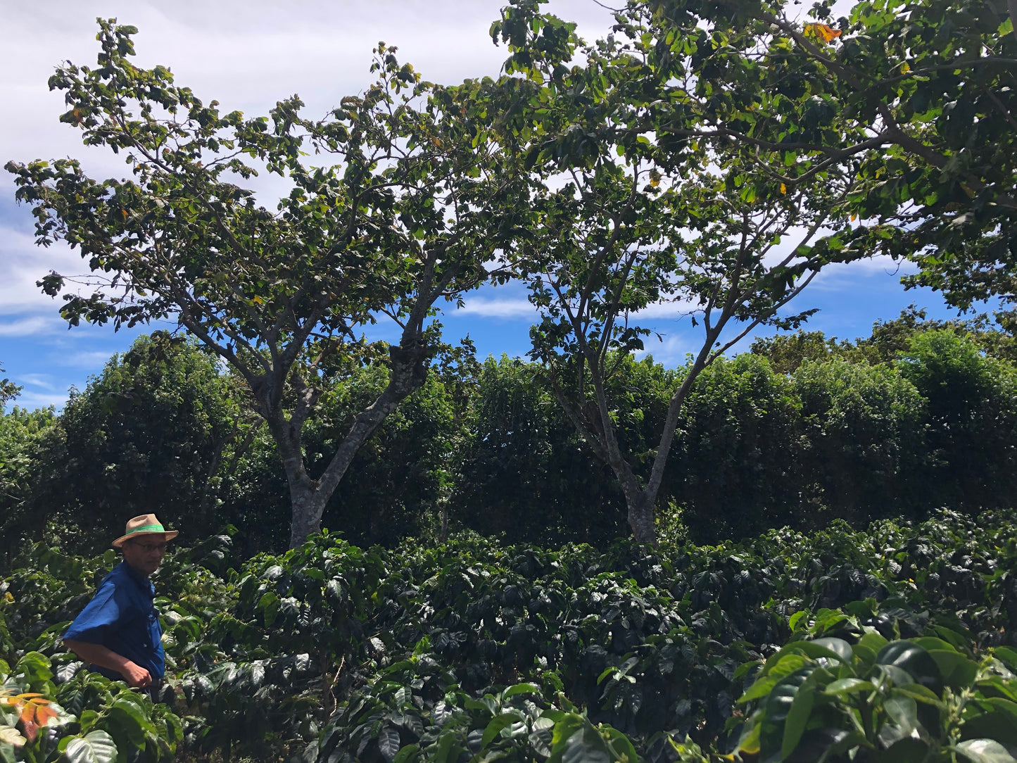 Special Series Filter: El Salvador Los Angeles Anaerobic Natural Pacamara