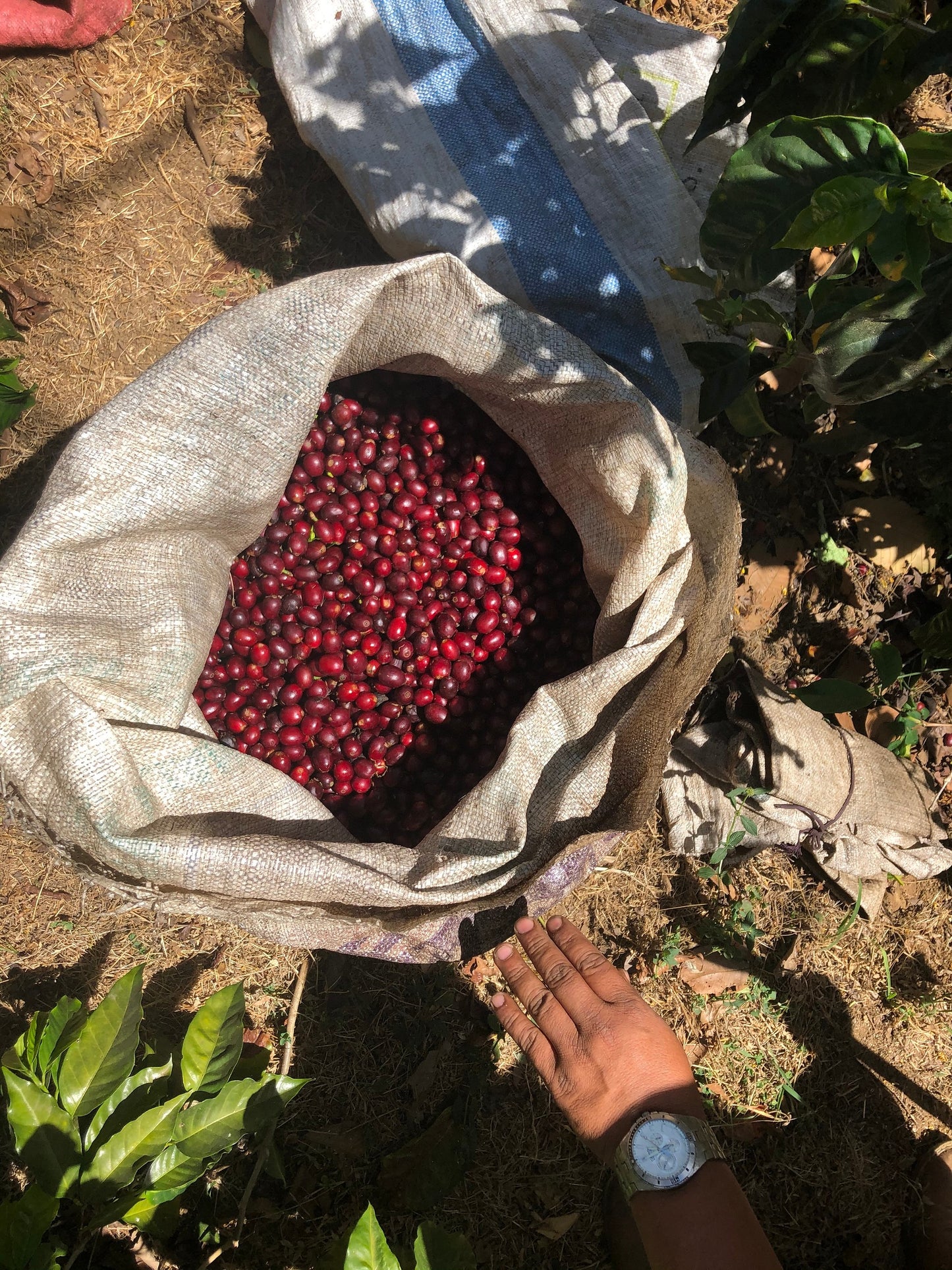 Special Series Filter: El Salvador Los Angeles Anaerobic Natural Pacamara