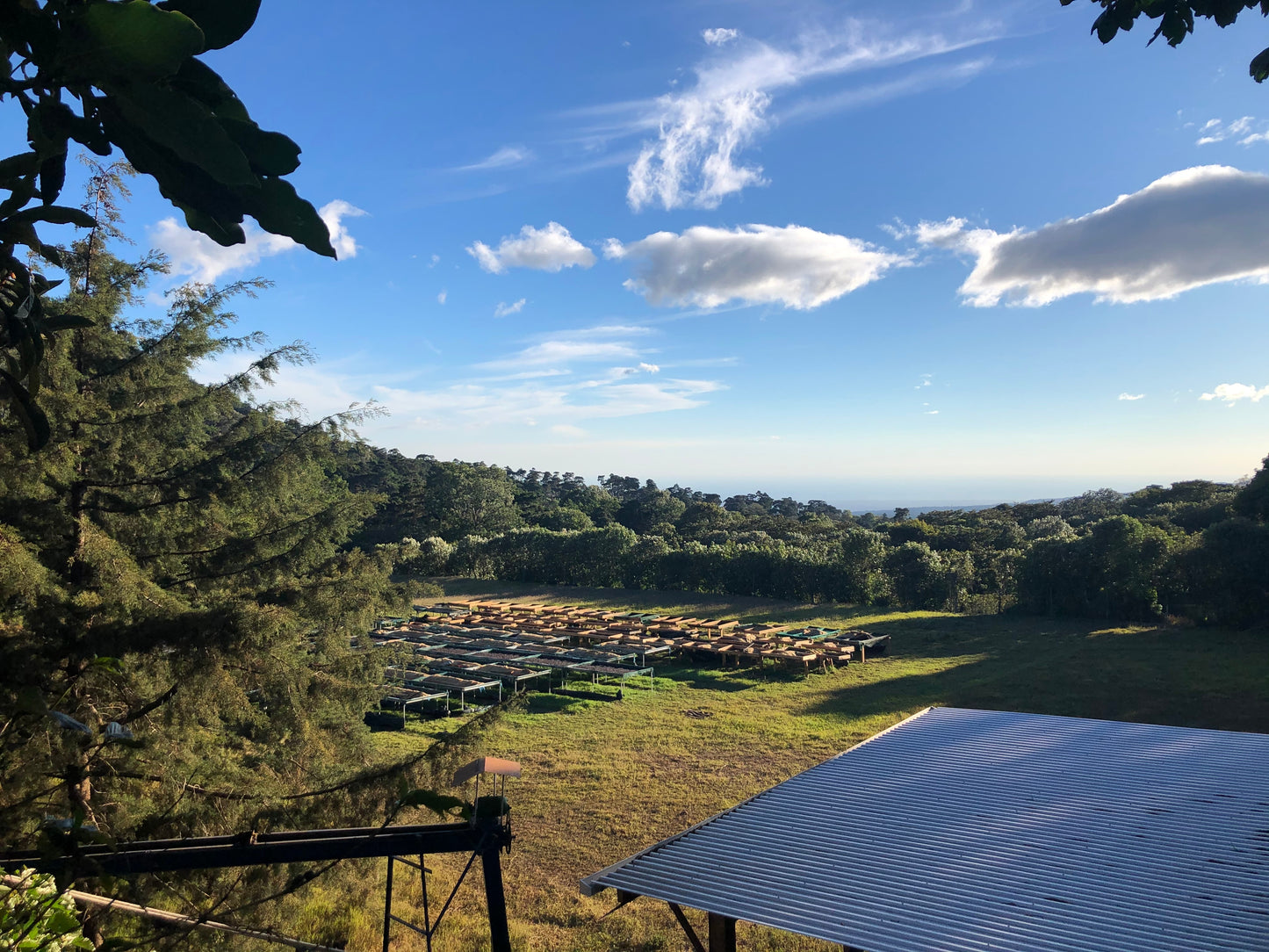 Special Series Filter: El Salvador Los Angeles Anaerobic Natural Pacamara