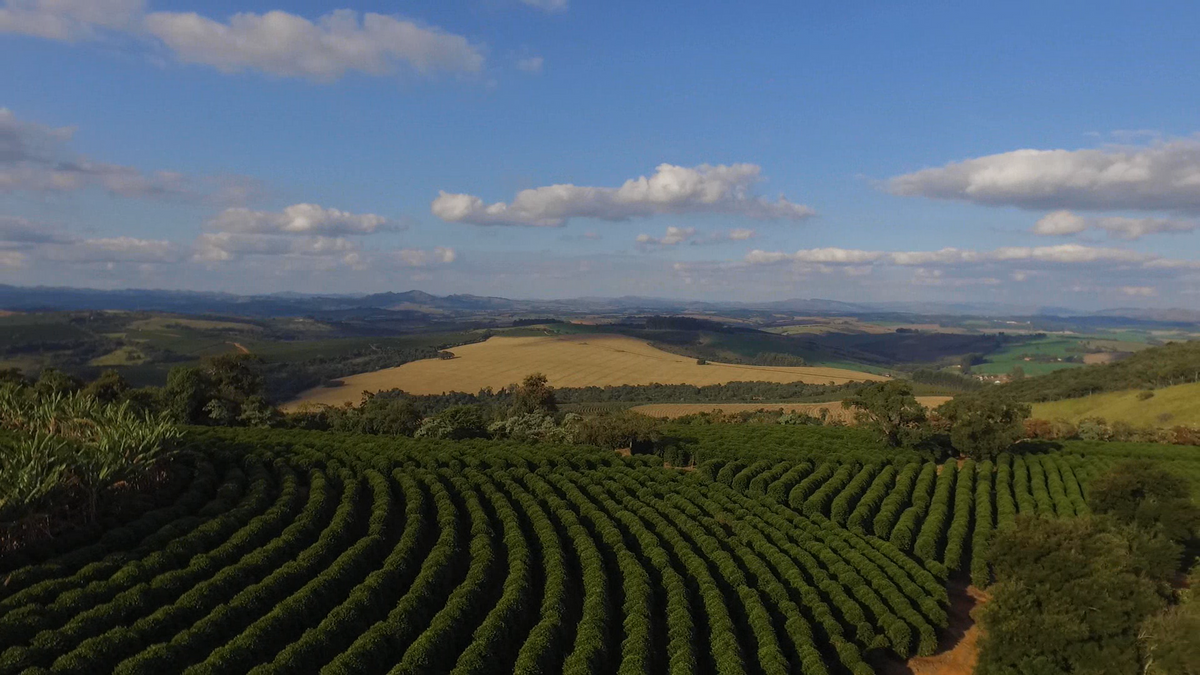 Espresso: Brazil Caixa de Fruta Natural