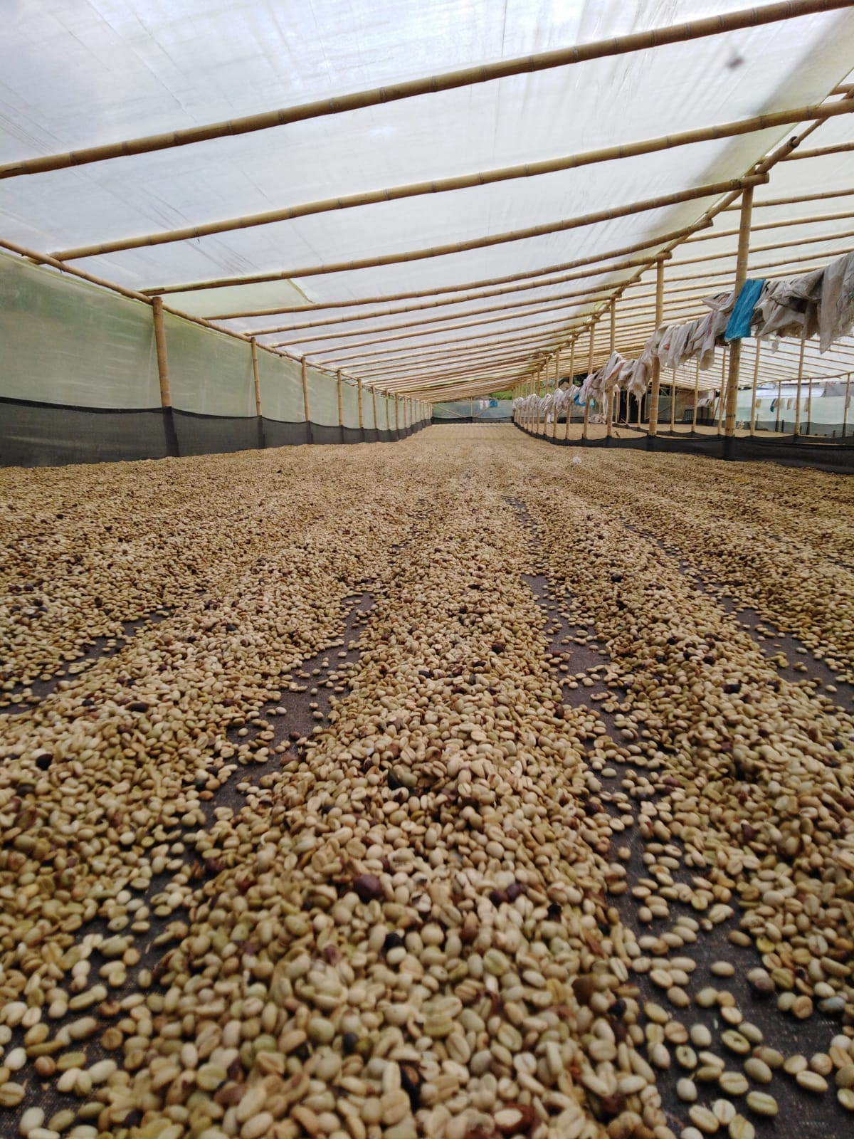 Filter: Colombia Huila Villa Pastora Natural Pink Bourbon