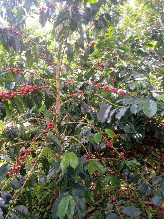 Filter: Colombia Huila Villa Pastora Natural Pink Bourbon