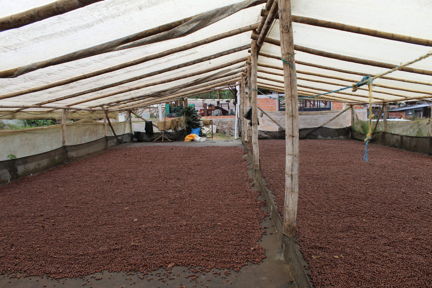 Special Series Filter: Colombia Yulieth Mora Yeast Inoculated Ombligon